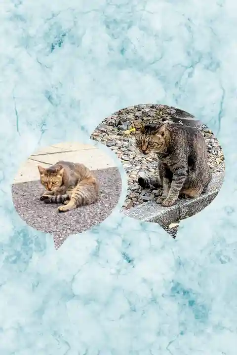 白金氷川神社の動物