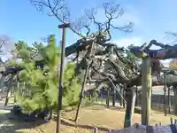 大光院 新田寺の自然