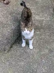 玉野御嶽神社の動物