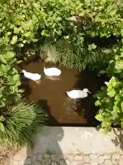 楽法寺（雨引観音）の動物