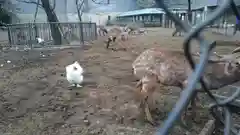 三嶋大社の動物