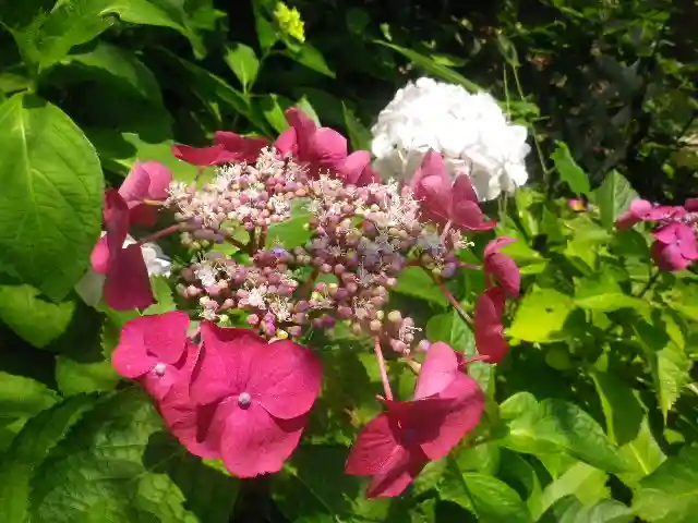 御霊神社の自然