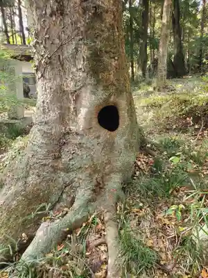 飯名神社の自然