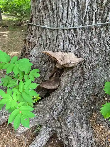 小樽稲荷神社(北海道)