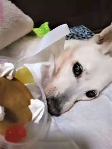 下庄八幡神社(福岡県)