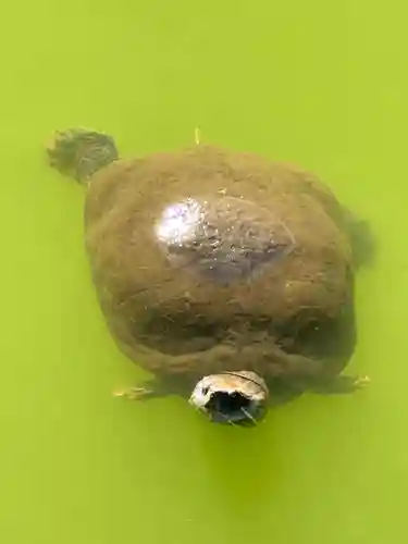 磐井神社(東京都)