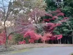 賀茂別雷神社の自然