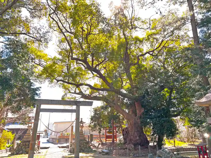 許禰神社の鳥居