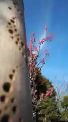 高家神社(千葉県)