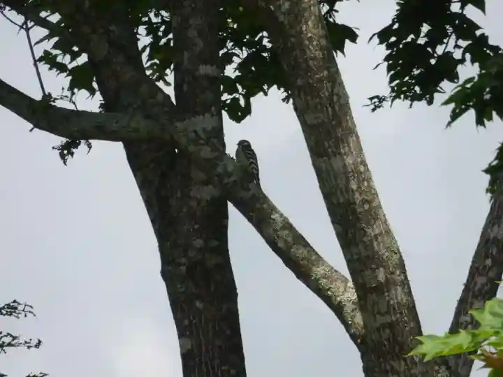 留辺蘂神社の動物