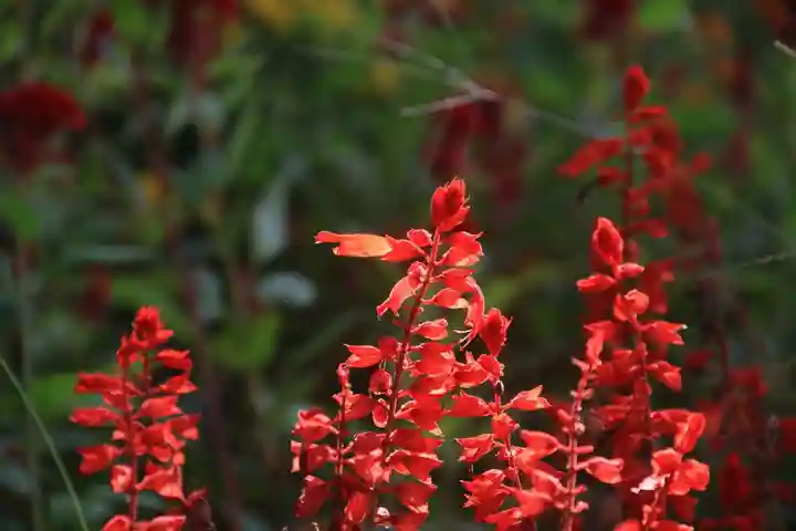 阿久津「田村神社」(郡山市阿久津町)旧社名:伊豆箱根三嶋三社の庭園