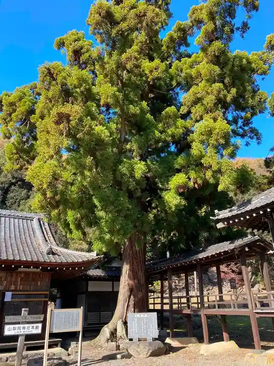 山梨岡神社の自然