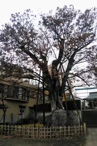 白山神社の自然