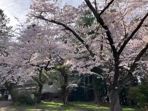 長者山新羅神社の自然