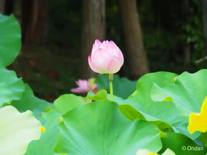 法界寺(日野薬師)(京都府)