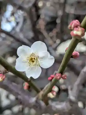 熊野神社(東京都)