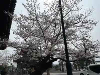 くろ谷 金戒光明寺(京都府)