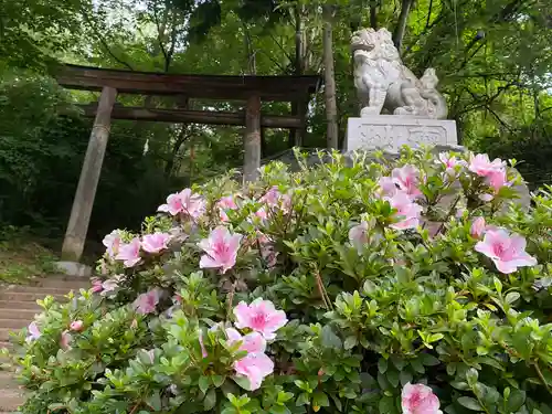 駒形嶽駒弓神社の鳥居