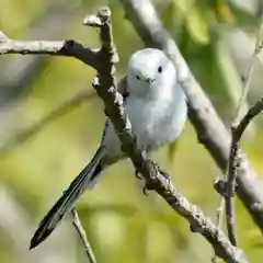 帯廣神社の動物