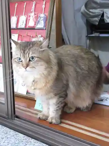 三崎稲荷神社の動物