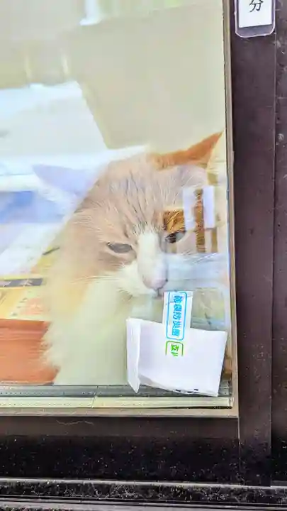 駒込妙義神社の動物