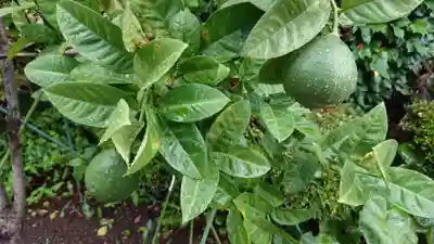 蓮正寺(静岡県)