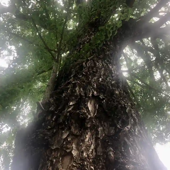 田無神社の自然