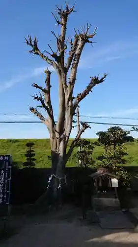 日吉神社の自然