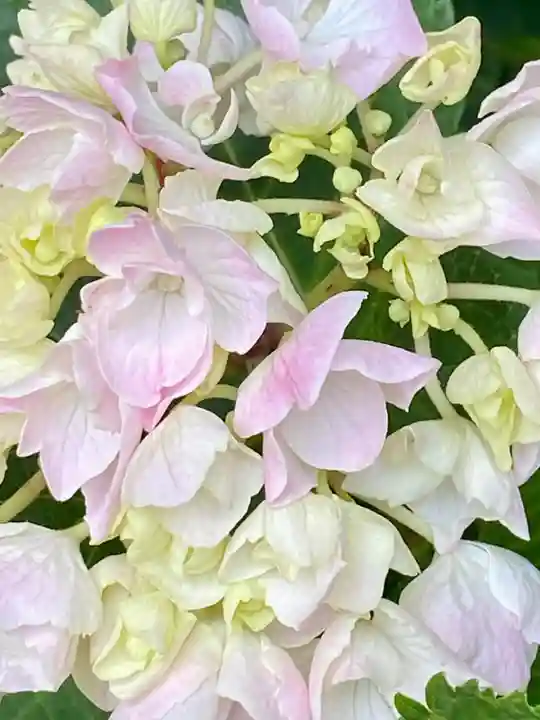 粟嶋堂宗徳寺の自然