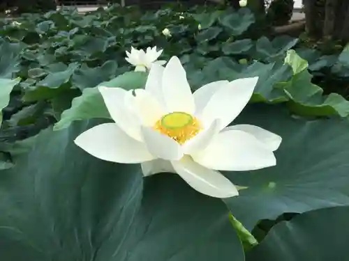 雲龍山 本證寺の自然