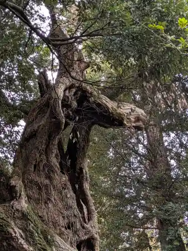 大杉神社(茨城県)