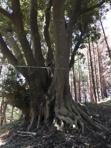 主石神社の自然