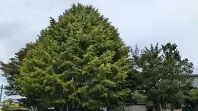 館山神社の自然