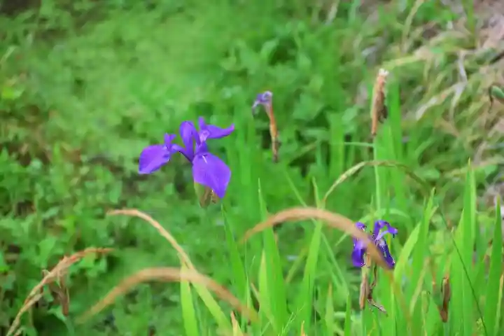 鹿島大神宮の自然