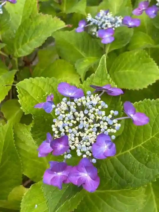 西野神社(北海道)