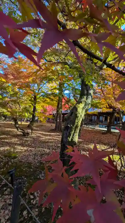 東福禅寺(東福寺)(京都府)