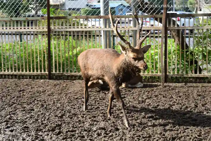 相州春日神社(神奈川県)
