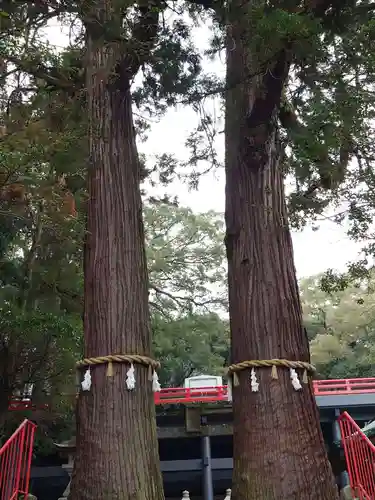 八幡朝見神社の自然