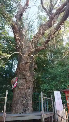城山八幡宮の自然