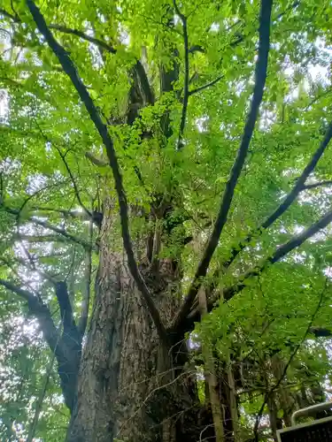 王子神社の自然