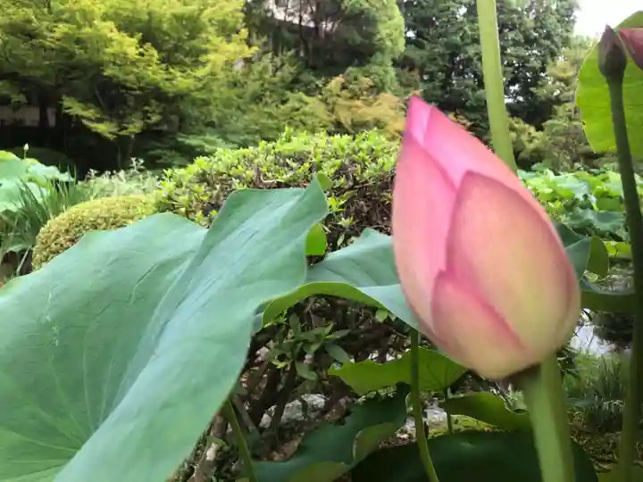 法金剛院の自然