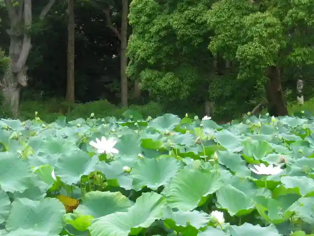 鶴岡八幡宮の自然