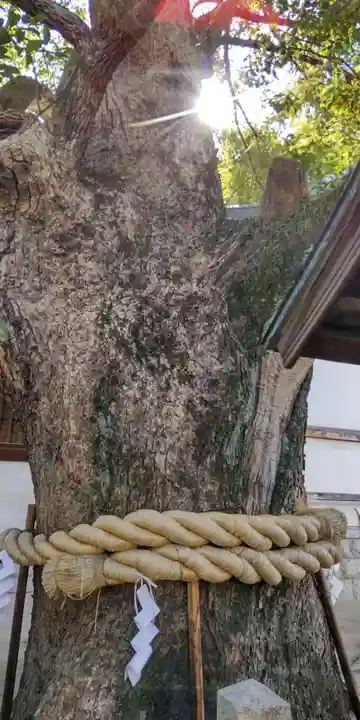 堤根神社(大阪府)