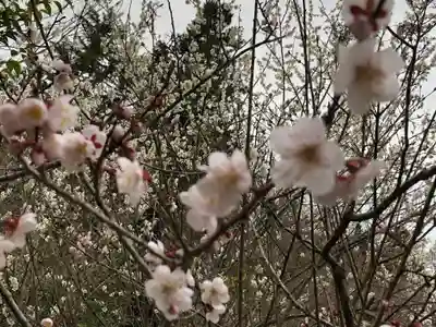 涌谷神社の自然