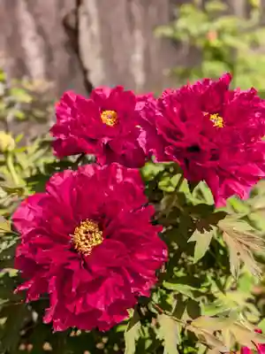 愛染院(東京都)