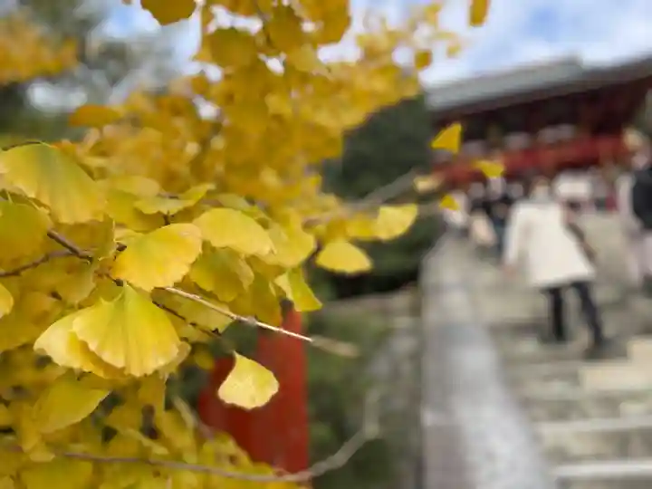 鶴岡八幡宮の自然
