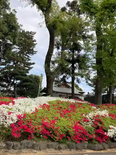 中野沼袋氷川神社の自然
