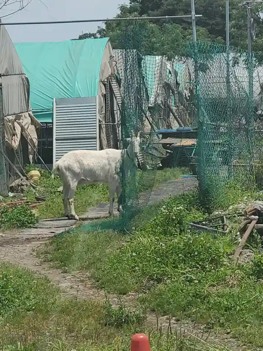 三日月神社の動物