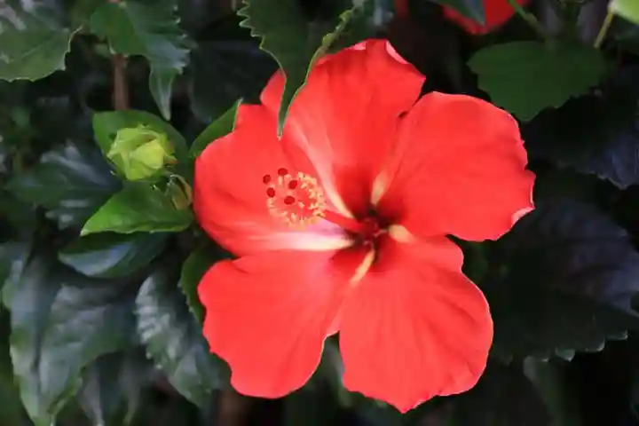 豊景神社の自然