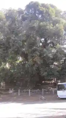 月讀神社(茨城県)